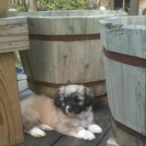 Meet your Posher, Carol